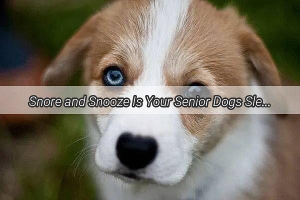 Snore and Snooze Is Your Senior Dogs Sleep Habit Just Right